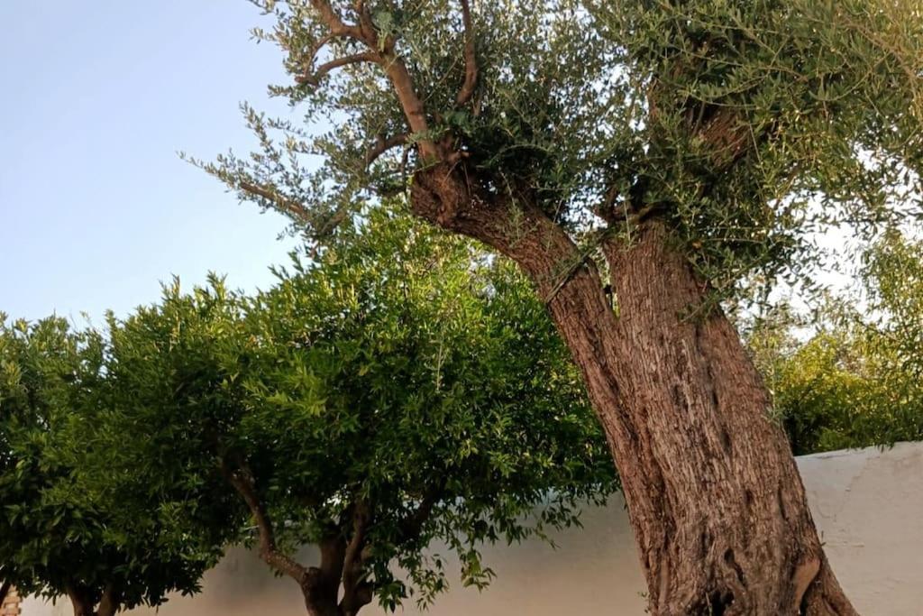Вилла A Casa Do Barqueiro- Alentejo Pedrogao  Экстерьер фото